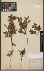 Foto von Salix waldsteiniana Willd.